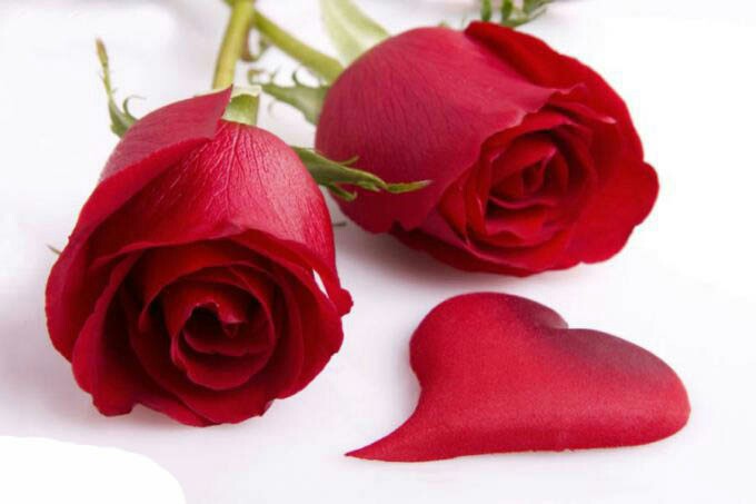گلی زیبا و قرمز برای همه پرسپولیسی ها