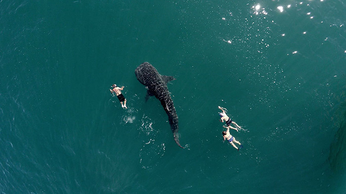 عکس/ تصویر هوایی از شنای گردشگران همراه وال
