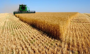 پیش بینی خرید سه چهارم از 12 میلیون تن گندم در سال جاری