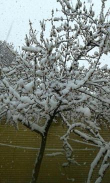 برف بهاری در زنجان- امیر سهرابی