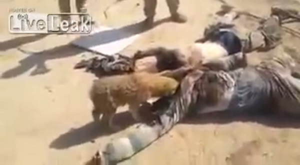 جنازه داعشی‌ها خوراک سگ‌های الرمادی می‌شود + عکس
