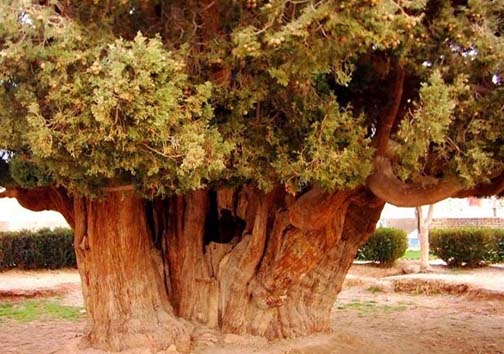 درختی که پسر حضرت نوح در یزد کاشت+تصاویر