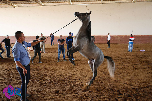 مسابقه انتخاب زیباترین اسب عربی