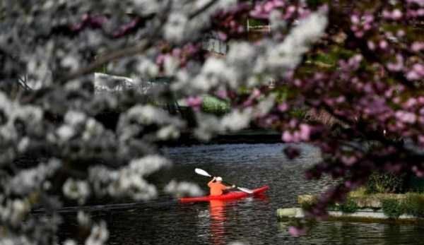 قایق سواری در دریاچه ای تزیین شده با شکوفه های بهاری