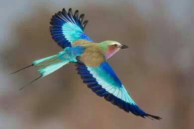 عکسی بس چشم نواز از یک پرنده ی در حال پرواز.