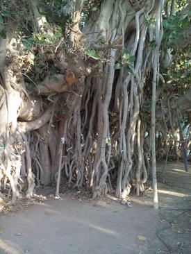 درخت هزار ساله در کیش- بیژن مقیمی