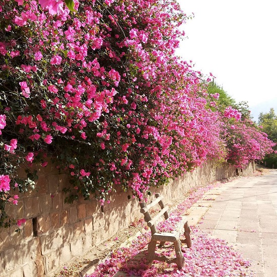 عکس/ شکوفه های زیبای بهاری در اهواز
