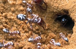 مورچه های نقره ای چگونه از گرما فرار می کنند؟