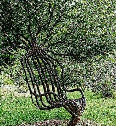 درخت صندلی 