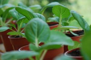 فکری بکر برای پرورش «سبزیجات» در منزل