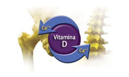 کلسیم و ویتامین d