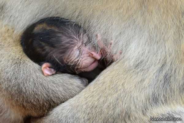 بچه میمون تازه متولد شده ، تصویر روز ، عکس روز
