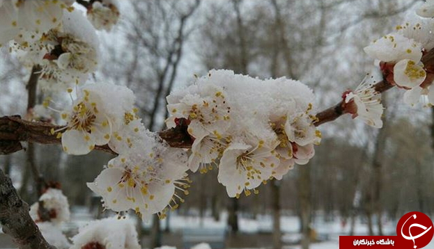 تماشای چهره ی زمستانی بهار را از دست ندهید+تصاویر