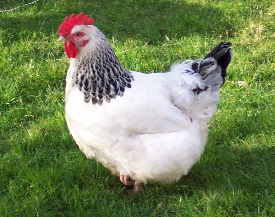پیش‌بینی افزایش سینوسی قیمت مرغ تا 2 ماه آینده