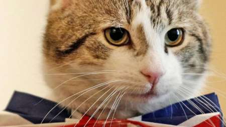 وزارت خارجه انگلیس گربه استخدام کرد
