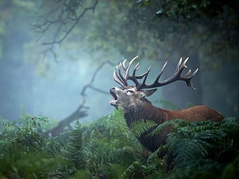 عکس/ نعره گوزن در جنگل های انگلستان