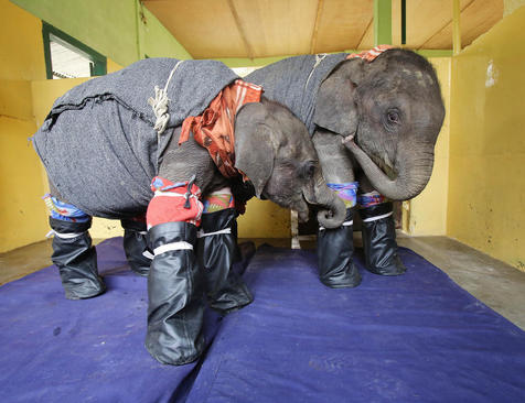 عکس/ وقتی فیل‌ها لباس گرم می‌پوشند!