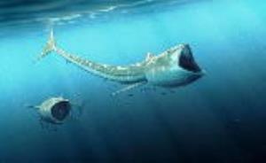 4گوشه دنیا/ ماهی‌ عجیب با ۹۲ میلیون سال قدمت ! 
