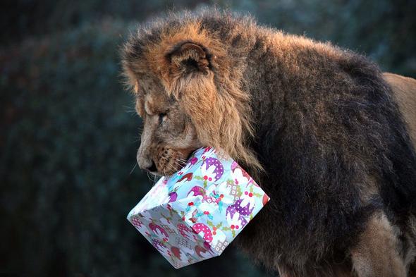 عکس : واکنش حیوانات به هدیه کریسمس