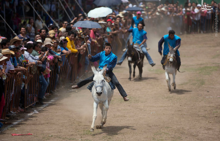 جشنواره الاغ‌ها در مکزیک