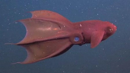 ترسناک‌ترین حیوانات زیر دریا +تصاویر