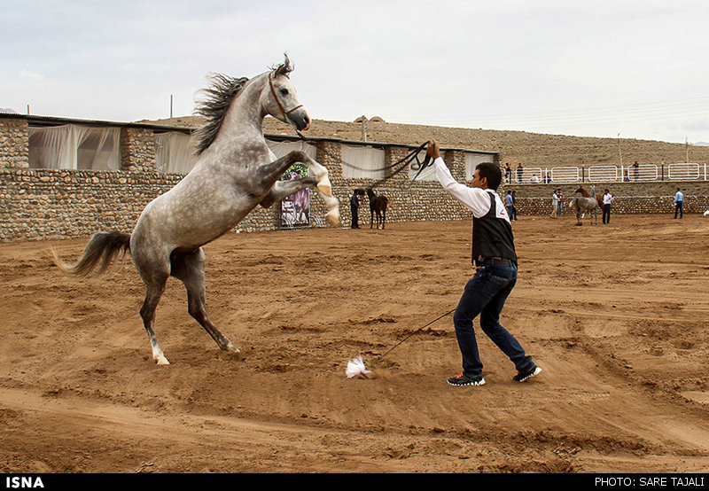 جشنواره زیبایی اسب اصیل عرب در کرمان