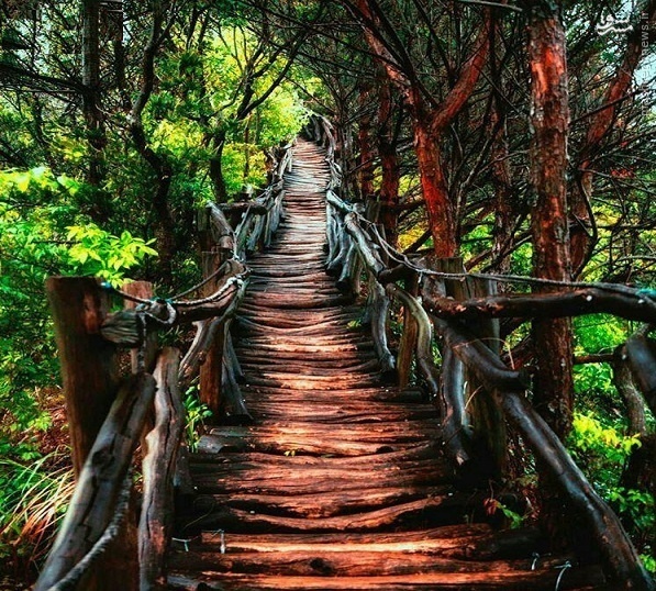 مسیری رویایی در دل جنگل