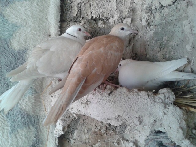 پرنده های زیبای من