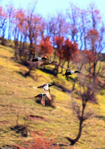 اردک های در حال پرواز(اطراف سردشت)