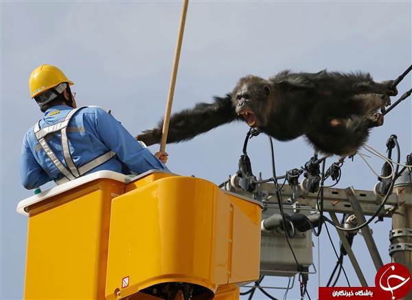 4گوشه دنیا/ شامپانزه فراری کابل‌های برق را با درخت اشتباه گرفت