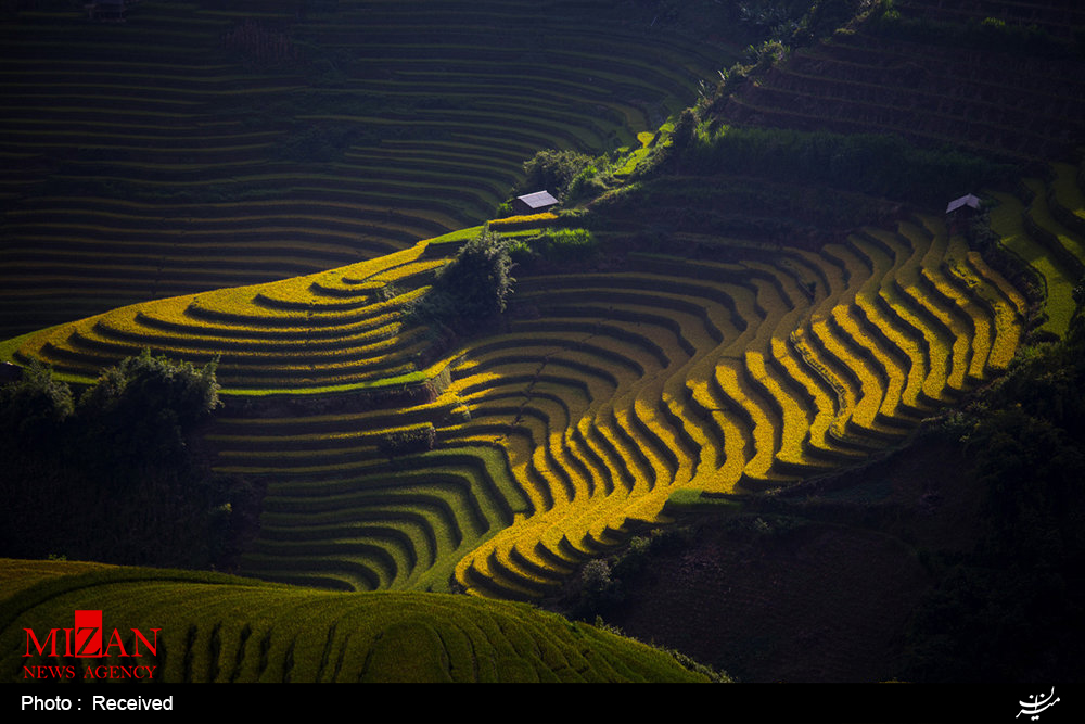 مزارع پلکانی در چین