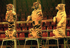 پایان استفاده از جانوران وحشی در نمایش‌های سیرک