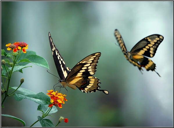 پروانه های زیبا