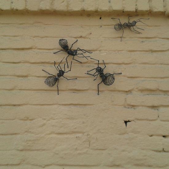 نادرترین مورچه دنیا در یک خانه قدیمی تهران 