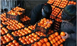 ذخیره‌سازی 65 هزار تن سیب و پرتقال برای عید