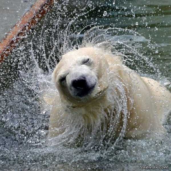 خرس قطبی ، تصاویر ، تصویر روز