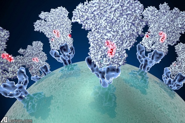 مدل سازی مکانیزم عفونت کروناویروس برای نخستین بار