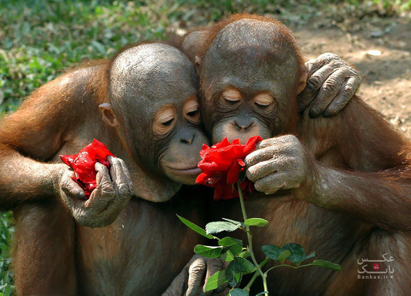 عکس/ حیوانات در حال بوییدن گل