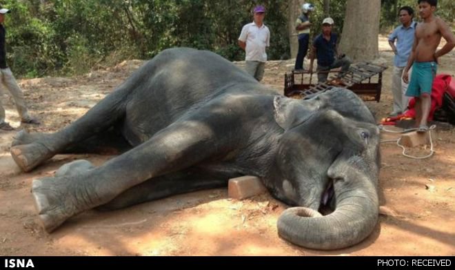 اعتراض هزاران نفر از مردم کامبوج در مرگ دردناک یک فیل