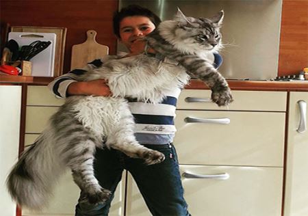 عکس های دیدنی گربه هایی هم قد انسان !