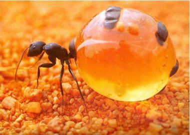 مقاله ای درباره مورچه عسل (عکس)