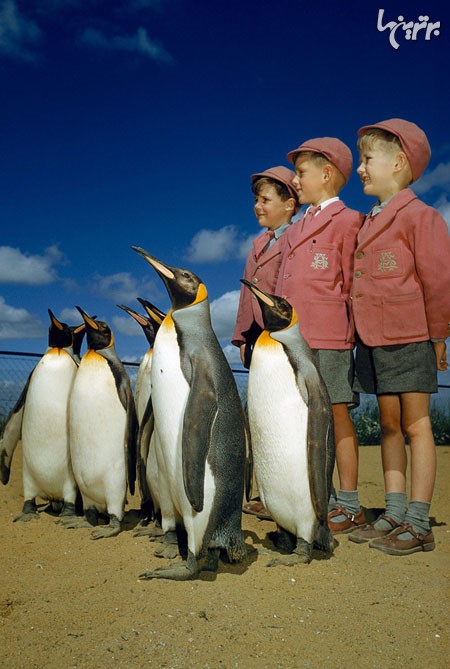 عکس/ تصویری جالب از پنگوئن ها