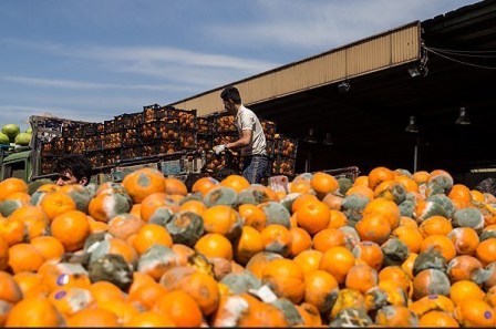 مقام مسئول: امحای پرتقال فاسد مربوط به اتحادیه باغداران مازندران است
