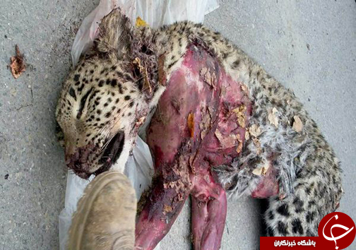 کشتار بیرحمانه یک پلنگ ایرانی در منطقه جنگلی لوه + تصاویر