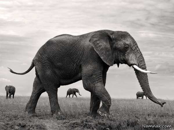فیل های آفریقا ، تصاویر ، تصویر روز