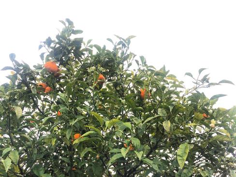 درخت نارنج- شهستان نکا- استان مازندران- محمدرضا فاتح نسب