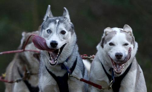 عکس/ مسابقه سورتمه رانی سگ ها در اسکاتلند
