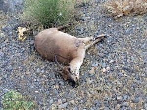 تلف شدن ۶۴ رأس کل و قوچ وحشی در پارک ملی خجیر طی یک سال