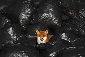تصاویری جالب از اثر «زباله» بر طبیعت