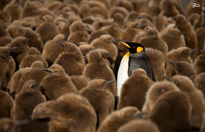  عکس/ دنیای زیبای پنگوئن‌ها 